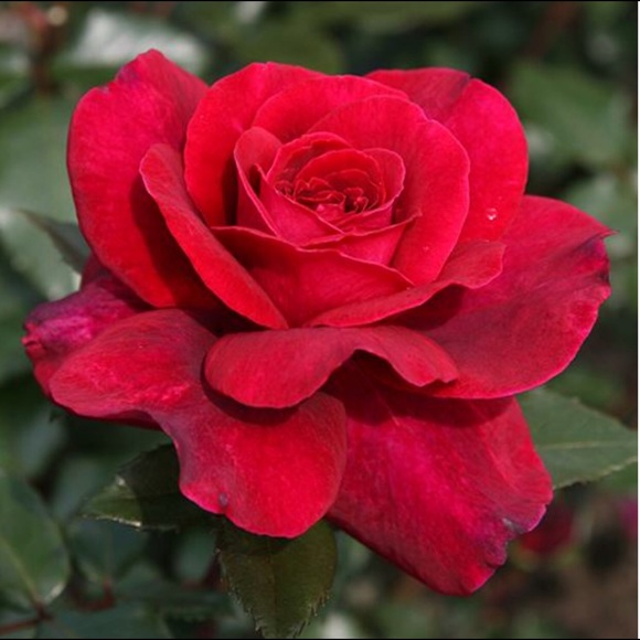 rosegarden31